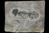 Discosauriscus (Early Permian Reptiliomorph) - Czech Republic #106346-3